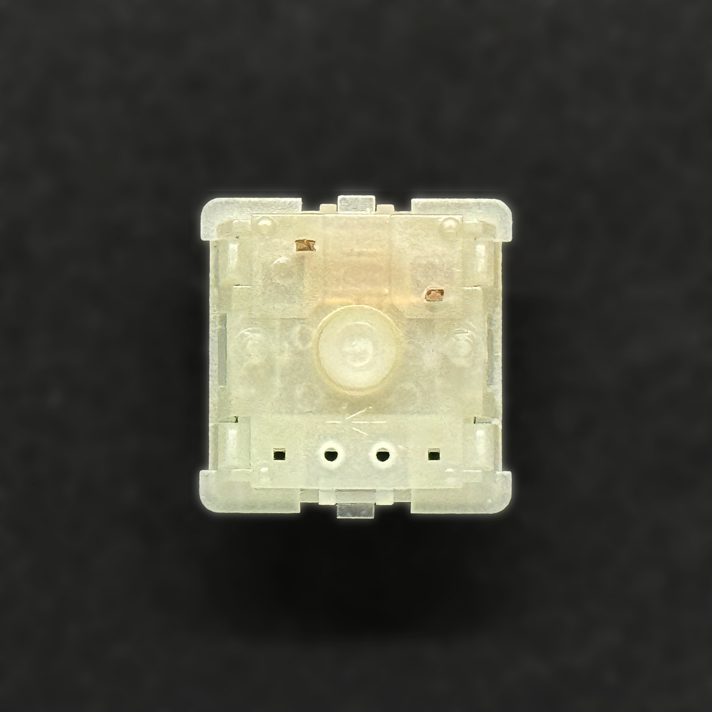 Protozoa Studio Solaris